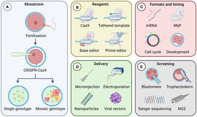 Tackling mosaicism in gene edited livestock